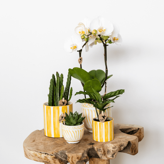 Ziertopf Painted Stripe – Gelb – Ø6cm – Moderner Keramiktopf mit Streifenmuster – Pflanzentopf für Sukkulenten, Kakteen & kleine Zimmerpflanzen – Mediterranes Wohnaccessoire