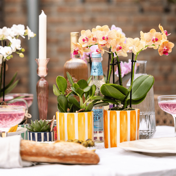 Ziertopf Painted Stripe – Gelb – Ø9cm – Moderner Keramiktopf mit Streifenmuster – Pflanzentopf für Zimmerpflanzen, Sukkulenten & Kakteen – Wohnaccessoire im mediterranen Stil