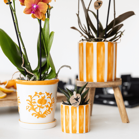 Ziertopf Painted Stripe – Orange – Ø6cm – Moderner Keramiktopf mit Streifenmuster – Stilvolles Wohnaccessoire für kleine Zimmerpflanzen, Sukkulenten & Kakteen
