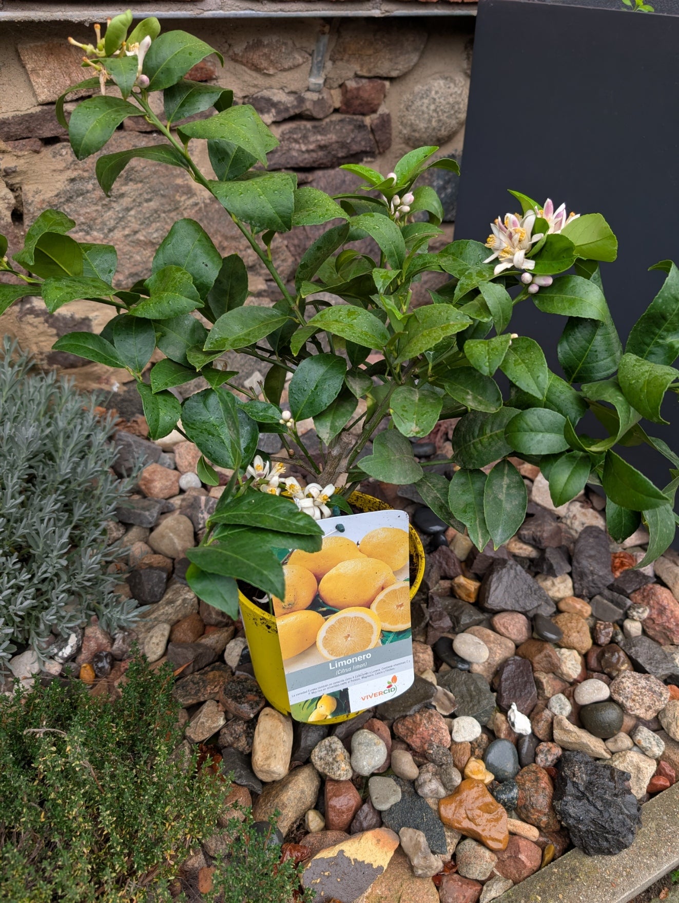 Zitronenpflanze (Citrus limon) – mediterraner Klassiker für Garten, Terrasse & Balkon